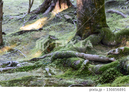 Picturesque moss covered tree roots with textured surface in shaded forest creating natural woodland 130856891