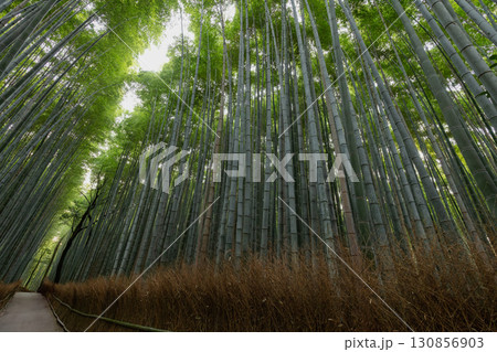 Morning view of Arashiyama Bamboo Grove Kyoto with empty path tall trunks and soft early light Morning view of Arashiyama Bamboo Grove Kyoto with empty path tall trunks and soft early light 130856903