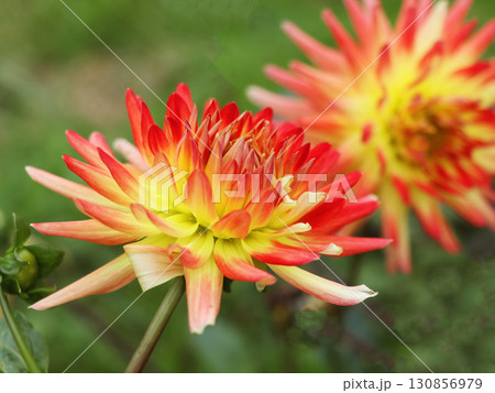Beautiful Yellow Cactus Dahlia Flower in the Morning Light Beautiful Yellow Cactus Dahlia Flower in the Morning Light 130856979