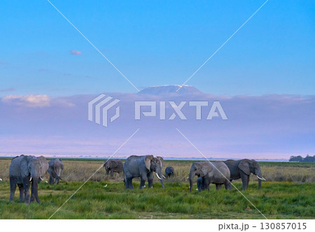 アンボセリの大地とキリマンジャロに映えるアフリカゾウ 130857015