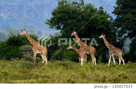 緑の森を背に歩むキリンたち 緑の森を背に歩むキリンたち 130857033