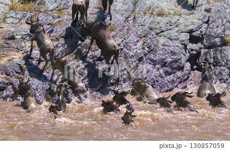 急斜面をよじ登るヌーたち 急斜面をよじ登るヌーたち 130857059