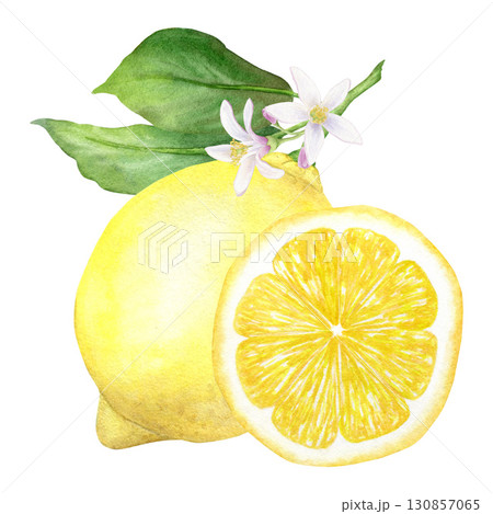 Summer composition of a yellow lemon branch with leaves and flowers and a slice of lemon, hand-drawn in watercolor, isolated on a white background. Suitable for the design of labels, packaging, menus. Summer composition of a yellow lemon branch with leaves and flowers and a slice of lemon, hand-drawn in watercolor, isolated on a white background. Suitable for the design of labels, packaging, menus. 130857065