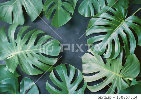 Green Tropical Leaves Arranged Creatively on Dark Background for Botanical Decoration Green Tropical Leaves Arranged Creatively on Dark Background for Botanical Decoration 130857314