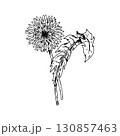 Hand drawn vector illustration of dandelion Taraxacum officinale with serrated leaves and flowering head, popular medicinal plant and wildflower, perfect for herbal tea labels, organic packaging and 130857463
