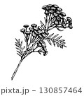 Hand drawn vector illustration of tansy Tanacetum vulgare with clustered yellow flowers and feathery leaves, widely known as a wild medicinal herb, used for apothecary labels, herbal tea and eco 130857464
