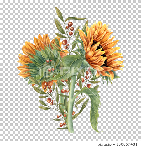 Bouquet of sunflowers decorated abstract plant with red berries and green leaves watercolor illustration on isolated background. Yellow orange flowers and evergreen cotoneaster. Field wildflowers Bouquet of sunflowers decorated abstract plant with red berries and green leaves watercolor illustration on isolated background. Yellow orange flowers and evergreen cotoneaster. Field wildflowers 130857481