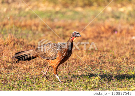 Chaco chachalaca bird (Ortalis canicollis), Pocone, North Pantanal, Mato Grosso, Brazil. Brazilian wildlife and birdwatching. Chaco chachalaca bird (Ortalis canicollis), Pocone, North Pantanal, Mato Grosso, Brazil. Brazilian wildlife and birdwatching. 130857543