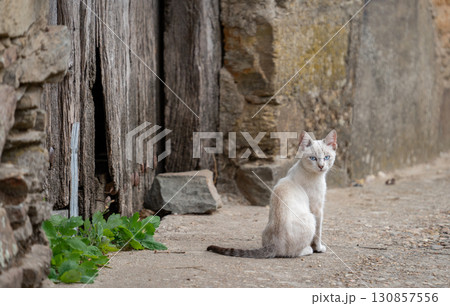 Curious White Cat Sitting by Rustic Wall Curious White Cat Sitting by Rustic Wall 130857556
