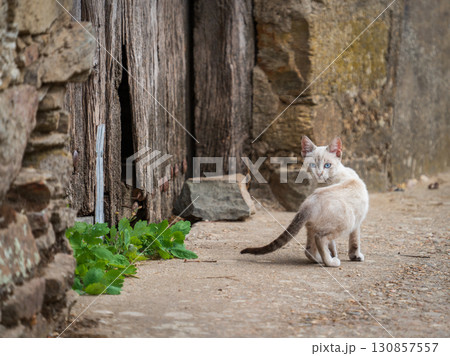Curious Cat in Rustic Village Street Scene Curious Cat in Rustic Village Street Scene 130857557