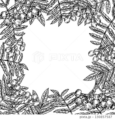 Monochrome rowan tree branches vector isolated square frame with empty space for text. Hand drawn mountain ash berries with leaves outline drawing. Autumn harvest for food packaging, greeting cards Monochrome rowan tree branches vector isolated square frame with empty space for text. Hand drawn mountain ash berries with leaves outline drawing. Autumn harvest for food packaging, greeting cards 130857587