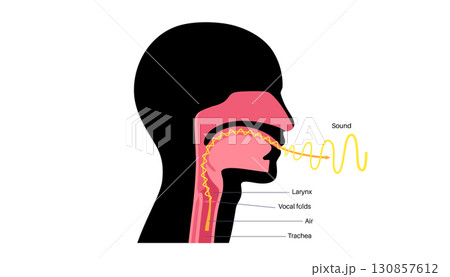 Anatomy of the voice Anatomy of the voice 130857612
