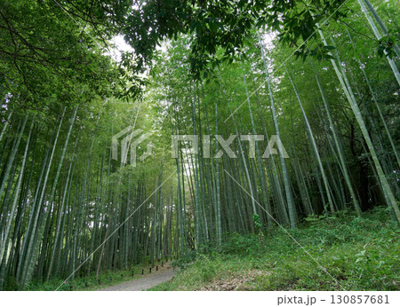 秋の孟宗竹林 秋の孟宗竹林 130857681