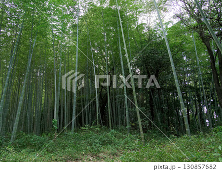 秋の孟宗竹林 130857682