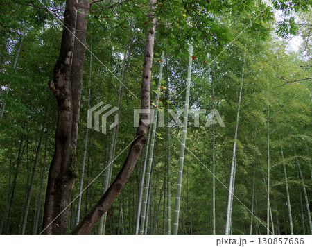 秋の孟宗竹林 130857686