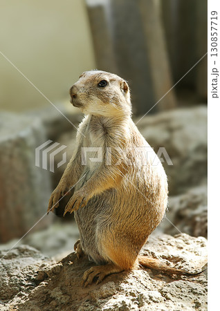 見上げるプレーリードッグ 130857719