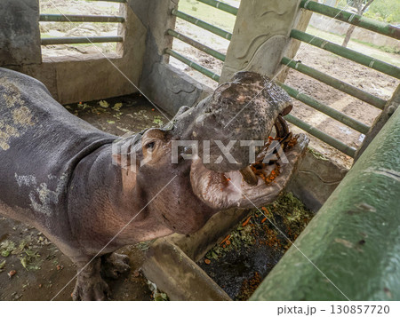 An hippo feeded with carrots 130857720