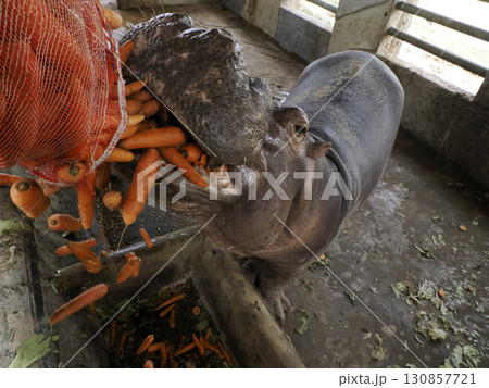 An hippo feeded with carrots 130857721