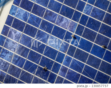 Fly insect on blue solar panel 130857737