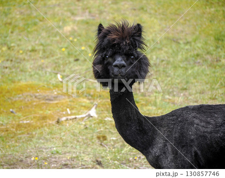 Black Furry alpaca close up portrait Black Furry alpaca close up portrait 130857746