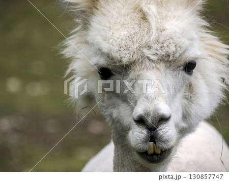 Furry alpaca close up portrait Furry alpaca close up portrait 130857747