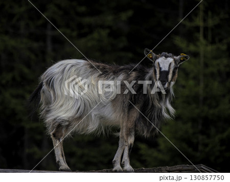goat in farm isolated on black background 130857750