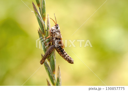 cricket on a spike macro 130857775
