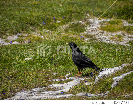 Alpine chough in dolomites mountains 130857781