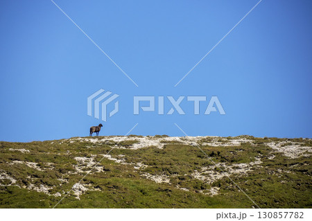 sheeps in dolomites mountains edge 130857782