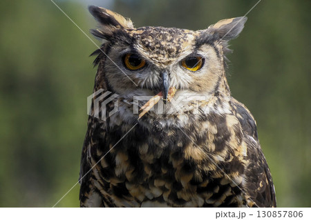 owl bird eating a prey close up portrait owl bird eating a prey close up portrait 130857806