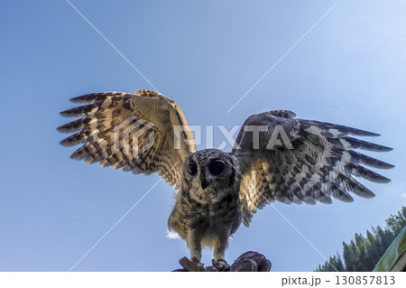 Owl Bubo lacteus close up portrait Owl Bubo lacteus close up portrait 130857813