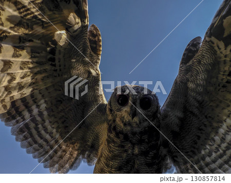 Owl Bubo lacteus close up portrait 130857814