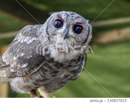Owl Bubo lacteus close up portrait 130857815