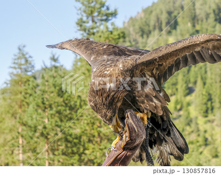 Aquila chrysaetos golden eagle close up portrait 130857816