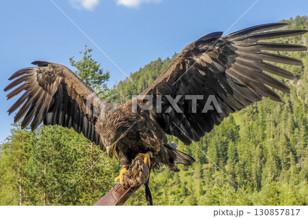 Aquila chrysaetos golden eagle close up portrait 130857817