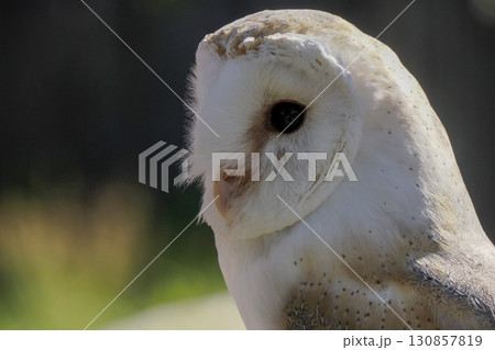 barn owl Tyto alba close up portrait barn owl Tyto alba close up portrait 130857819