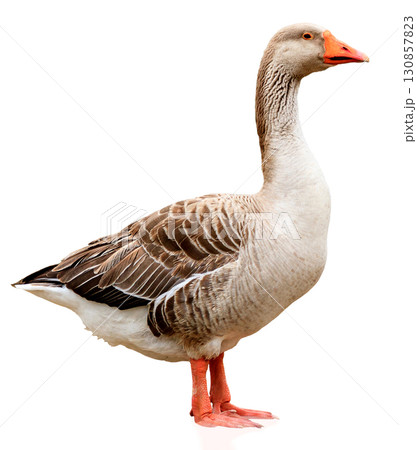 Closeup shot of big grey adult goose, isolated on white background 130857823