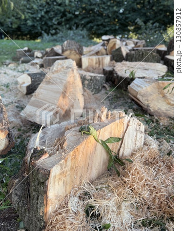 Chopped wood logs on grassy ground with sawdust in background Chopped wood logs on grassy ground with sawdust in background 130857912