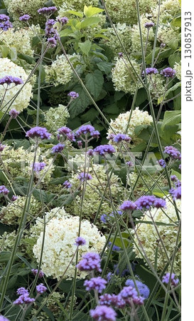 Hydrangea and verbena flowers in a lush garden setting with vibrant green foliage background Hydrangea and verbena flowers in a lush garden setting with vibrant green foliage background 130857913