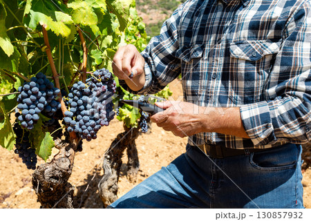 Cannonau grapes. Agronomist measures the level of sugars in grapes with the refractometer. Agriculture. Cannonau grapes. Agronomist measures the level of sugars in grapes with the refractometer. Agriculture. 130857932