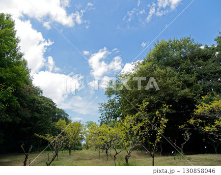 夏雲湧く風景 130858046