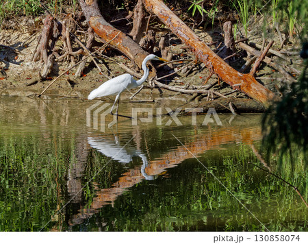 サギ科ダイサギの亜種チュウダイサギの狩り サギ科ダイサギの亜種チュウダイサギの狩り 130858074