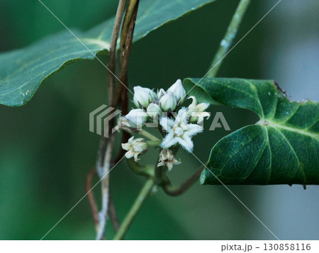 ガガイモの開花 130858116