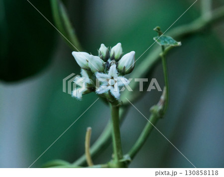 ガガイモの開花 130858118