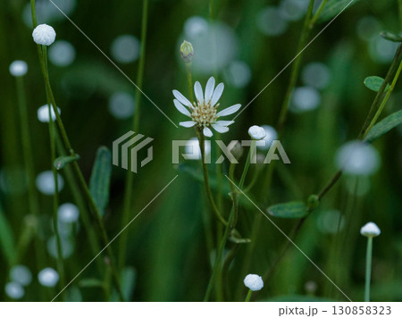 湧水湿地の植物　サワヒヨドリ　シラタマホシクサ群生 130858323