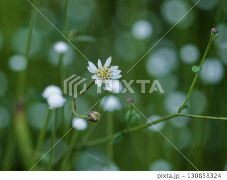 湧水湿地の植物　サワヒヨドリ　シラタマホシクサ群生 130858324