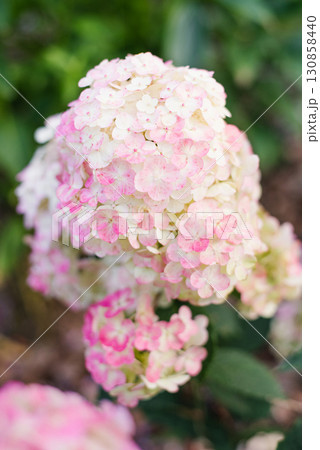 Framboisine hydrangea with early pink tones in garden Framboisine hydrangea with early pink tones in garden 130858440