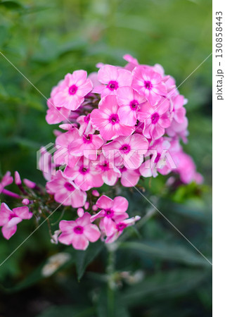 Bright Pink Phlox Olenka Blooming in Summer Garden 130858443