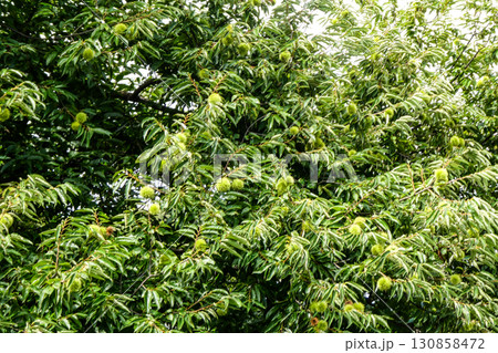 暑い夏を過ぎた緑の栗のいがと栗の実 130858472