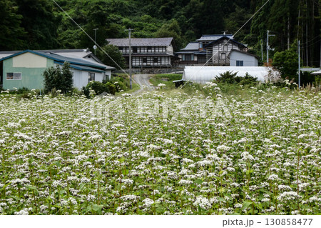 岩手県花巻市の古民家とそば畑 健康食の国産そば粉が人気を博しているのでそばを植える農家が増えた 岩手県花巻市の古民家とそば畑 健康食の国産そば粉が人気を博しているのでそばを植える農家が増えた 130858477